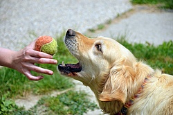 Yellow_Retriever_Jessica.jpg