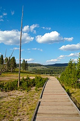 Yellowstone_Tree.jpg